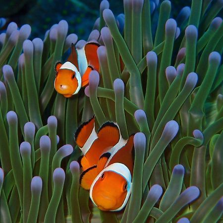 Alami Resort, Restaurant And Dive Center Amed Екстериор снимка