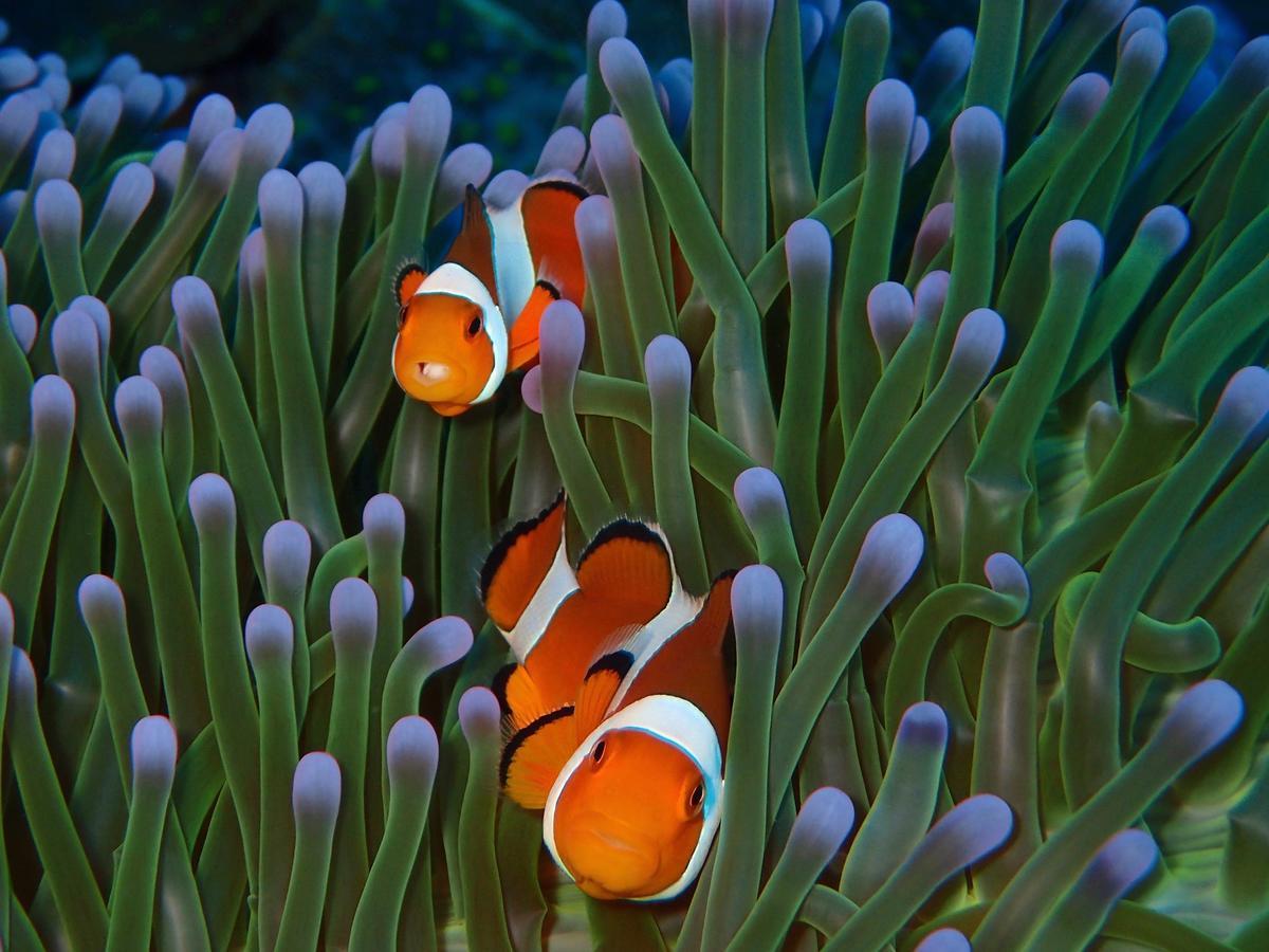 Alami Resort, Restaurant And Dive Center Amed Екстериор снимка